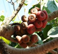 Bedu Fruit, Timla (200gm) Organic