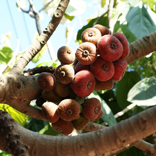 Bedu Fruit, Timla (200gm) Organic