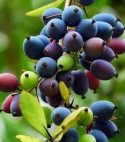 Kilmora Fruit (200gm) Organic