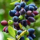 Kilmora Fruit (200gm) Organic