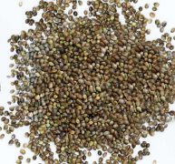Pahari Bhang Hemp Seeds (400gm) Organic